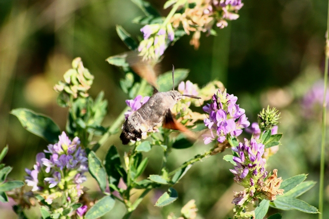 Macroglossum stellatarum